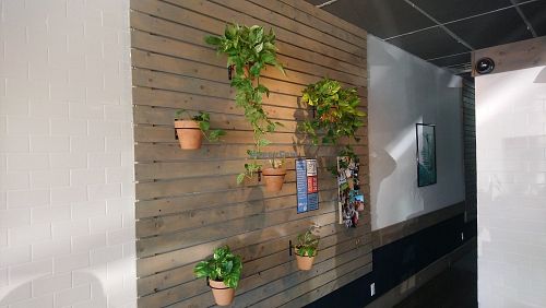 Plants everywhere at Real Roots Cafe in Fort Oglethorpe
