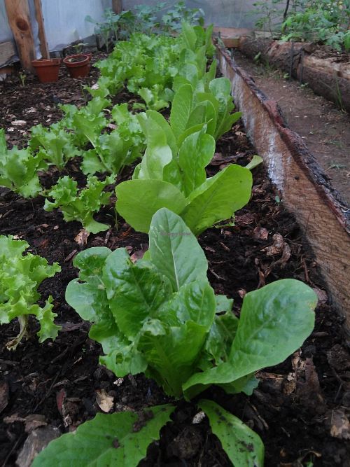 Jardin Tonantzin has a new location just before the Andador-pedestrian walkway. It is in a patio. Setting has beautiful plants surrounding the eating area. Jardin Tonantzin has 2 menus. One is vegan, the other is traditional. Each dish is prepared fresh at the time of your order. The organic vegetables are grown in the own garden in the back. We found the service to be good with friendly staff. They have a menu of the day which is superb! We have gone there several times since and each time we experience someone new. The owners are a delight so ask to meet them. A VERY relaxing atmosphere. at Jardin La Reserva Restaurante in San Cristobal De Las Casas