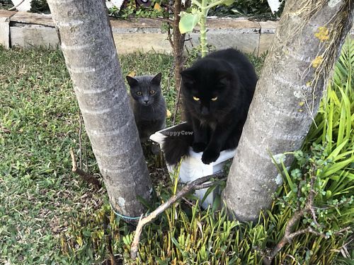 🐱 at Soul Vegan in Aguas Da Prata