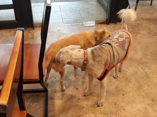 Dog-friendly at Basecamp Coffee House in Chiang Mai
