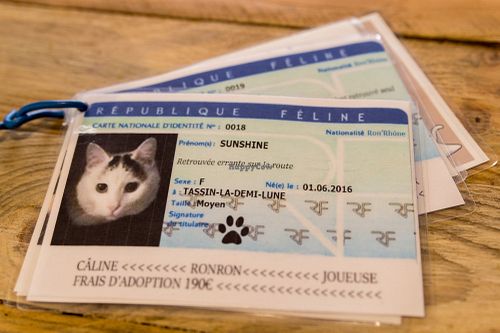 Feline ID for each one of the cats at Au Bonheur des Chats in Lyon
