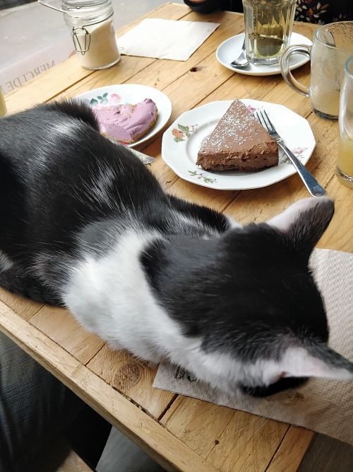 Cat dessert at Au Bonheur des Chats in Lyon