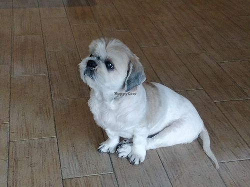 Dog in the shop at Bubbly Petz in East Singapore