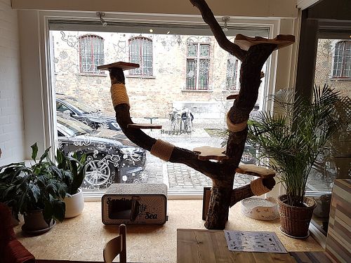 inside at Puss and Books in Bruges