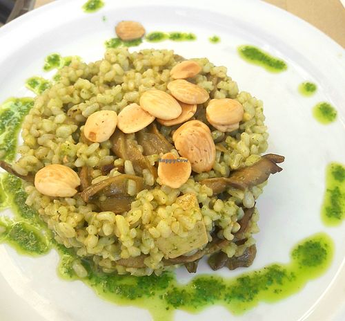 rice and mushrooms as 3rd course of 11 euro menu del dia. at Canadu in Malaga