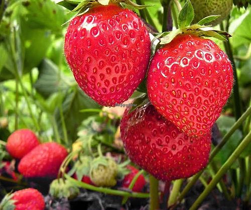  at Alstede Farms in Chester