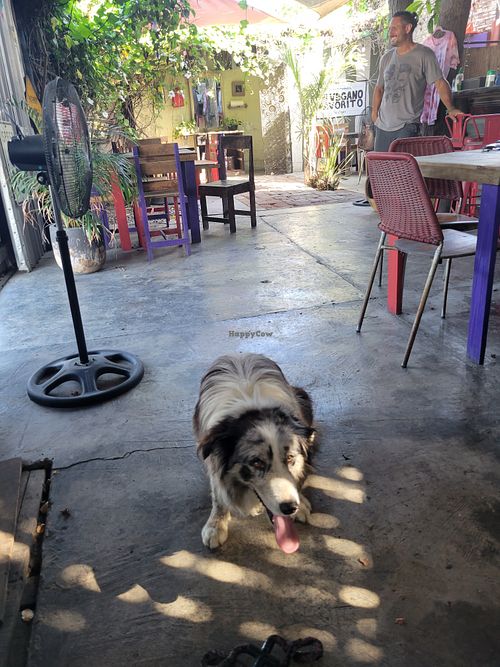 Inside at Mi Vegano Favorito in San Jose Del Cabo