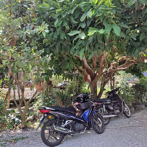  at BP Dragonfly Garden (农田素食小馆) in Penang