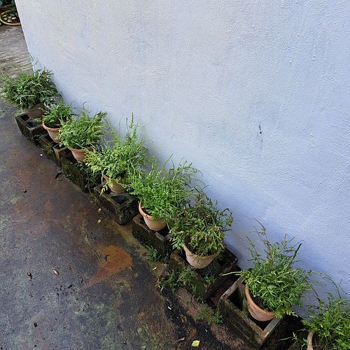  at BP Dragonfly Garden (农田素食小馆) in Penang