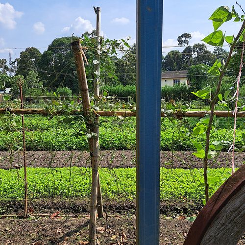  at BP Dragonfly Garden (农田素食小馆) in Penang