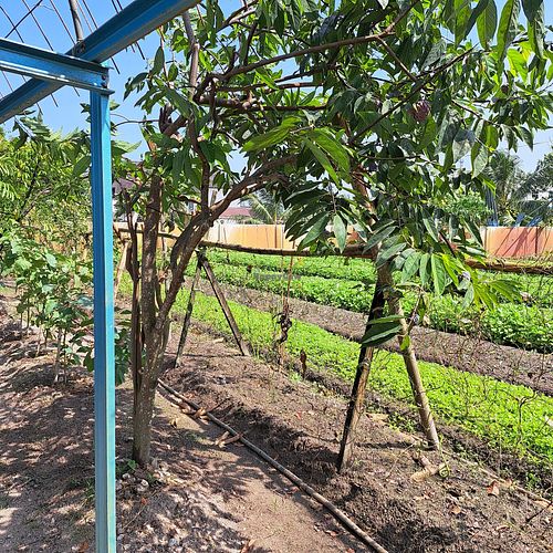  at BP Dragonfly Garden (农田素食小馆) in Penang