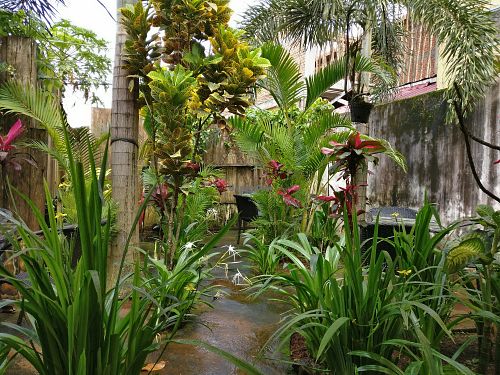 Oasis out the back at Hefalump Cafe in Mondulkiri