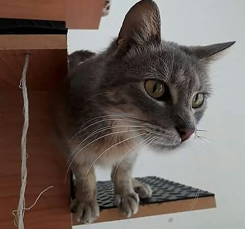 Adopciones ❤ at Espacio ASH in Montevideo