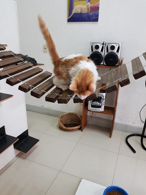 Gatoteca at Espacio ASH in Montevideo