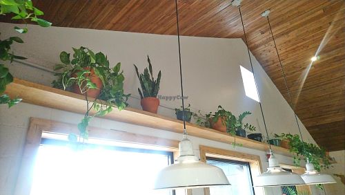 Plant collector at Falcon Coffee Bar in Nashville