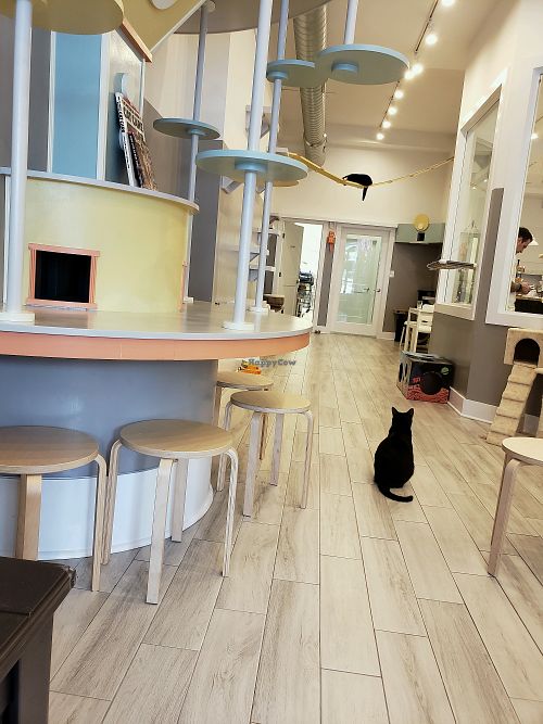 Cat Lounge  at Catsbury Park in Asbury Park