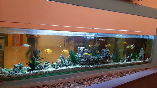 Fish tank at Luna's Kitchen in Beirut