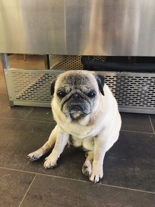 Part of the staff  at Cafe Ausana in Bromma