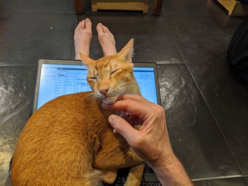 Cat on my laptop keyboard, forcing me to take a break from work for an hour while eating good hummus and drinking good tea at Cat Cafe Studio in Mumbai