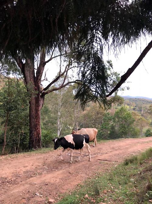 The sanctuary  at Farm Animal Rescue in Dayboro