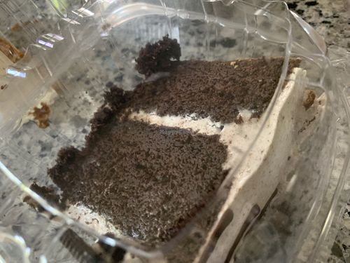 Oreo cake from vegan treats  at Troy's Italian Kitchen in Arlington