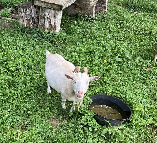 Goat resident  at Arrowhead Bike Farm in Fayetteville