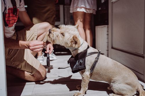 pupsicling at Anjuna Ice Pops - Raday Utca in Budapest
