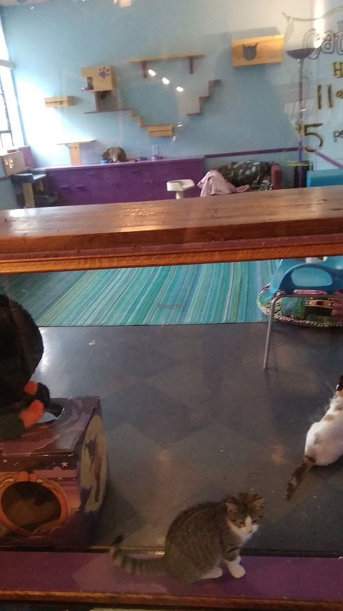 Alley Cat Cafe Ithaca New York Restaurant HappyCow