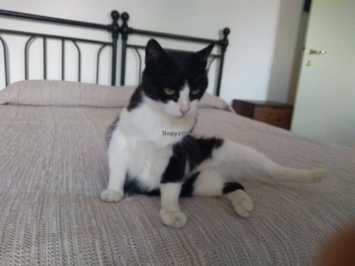 their friendly cat in the room at Agriturismo La Lenticchia in Forli
