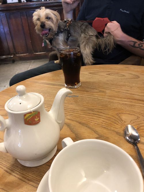 Good size pot of tea at The Cowherds in Southampton