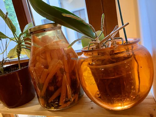 magic potions at Botanica in Magdeburg