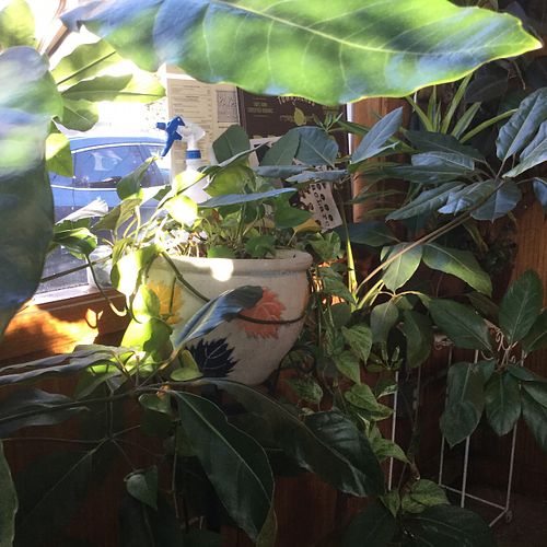 plants adorn the cafe  at Papa G's Vegan Organic Deli in Portland