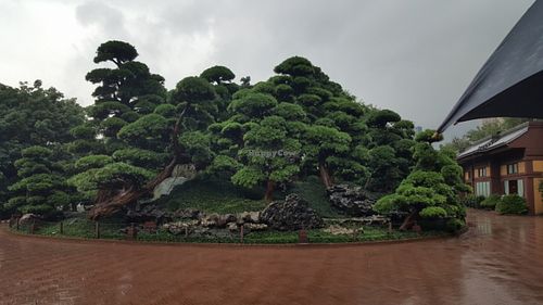 Nan Lian Gardens at Chi Lin Vegetarian in Kowloon