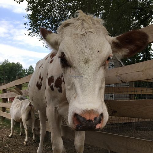 Skylands Sanctuary & Animal Rescue Wantage New Jersey Organization