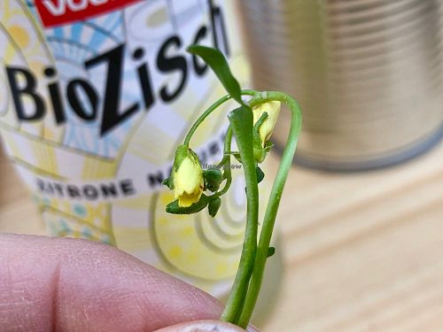 rucola flower at Noah's Restaurant in Mainz
