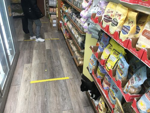 The cat is not for sale😄 at Sano Health Food Center in New York City
