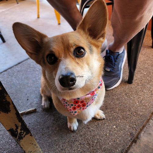 Dog friendly patio! They even have a water bowl for pups at Dellepiane Sedona in Sedona