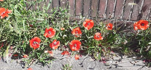 Flowers 🌷 at Villa La Vida in Egmond Aan Zee