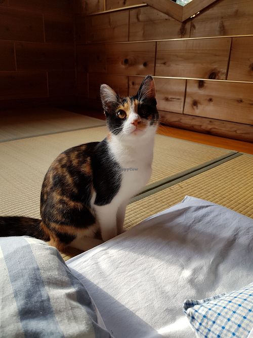 House cat at Dana Village in Nishiaizu