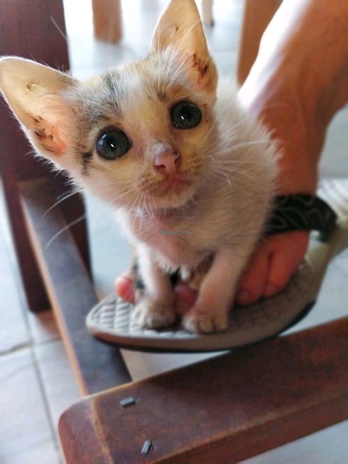 resident kitten  at Dieu Huong in A Luoi