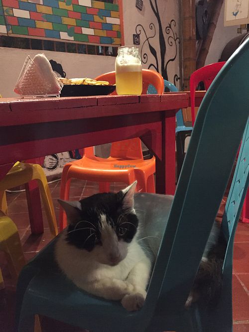 My dinner companion   at Casa del Ritmo in Santa Marta