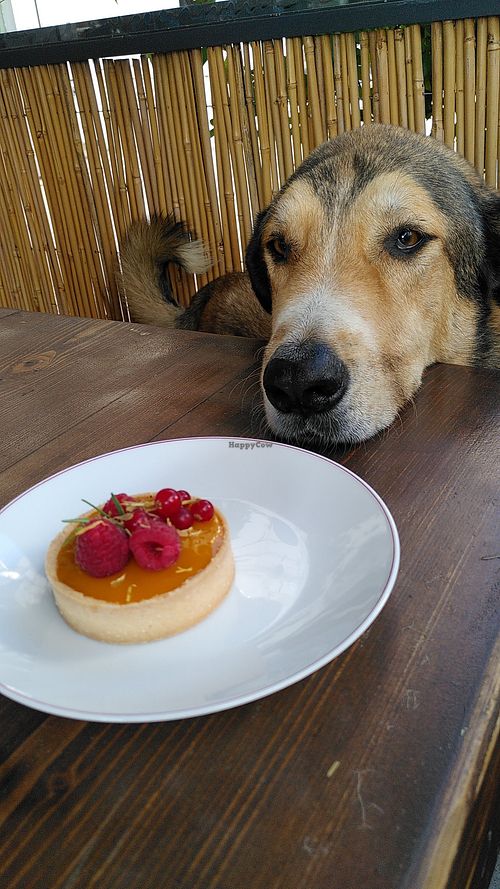 Misoy wants the amazing cake made little darling vegan that we can from now on get at AVIT! at Avit in Athens