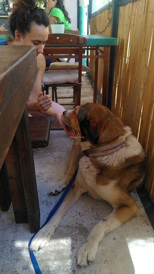 Misoy gets some sweet potato treats from the owners at Avit in Athens