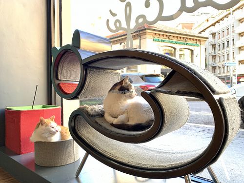 Crazy cats cafe at Crazy Cat Café in Milan