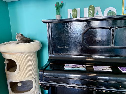 Cat  at Crazy Cat Café in Milan