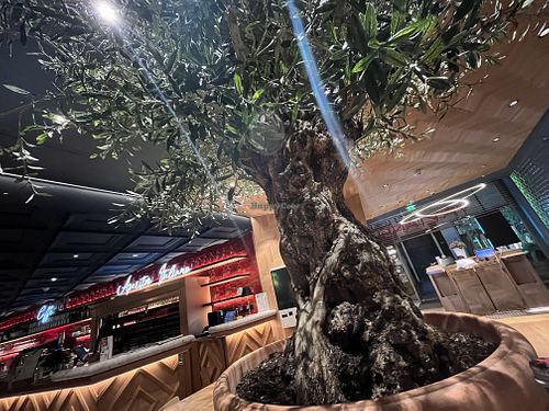 inside olive tree  at Vapiano in Osnabruck