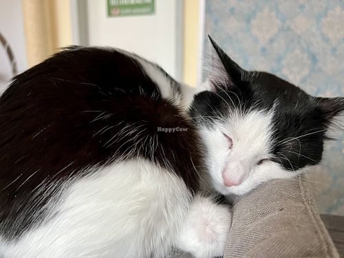 sleepy cat at Katzentempel - Leipzig Ost in Leipzig