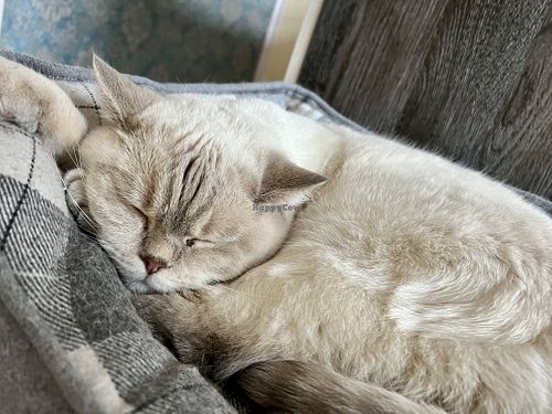 sleepy cat at Katzentempel - Leipzig Ost in Leipzig