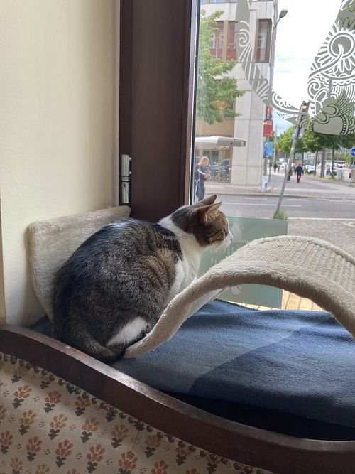 Pedro  at Katzentempel - Leipzig Ost in Leipzig