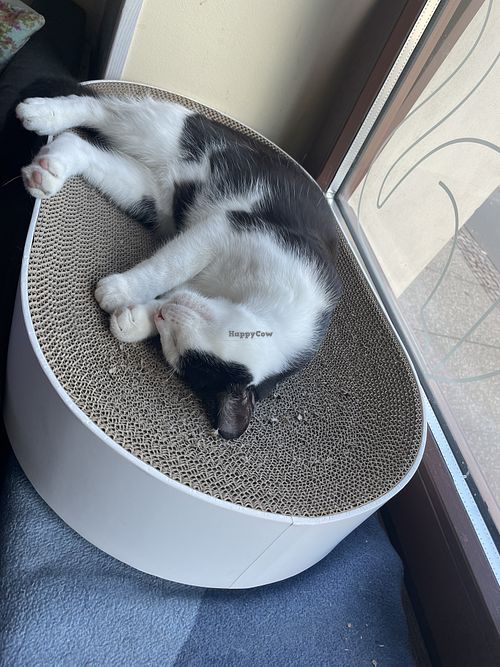 Fur Friends  at Katzentempel - Leipzig Ost in Leipzig